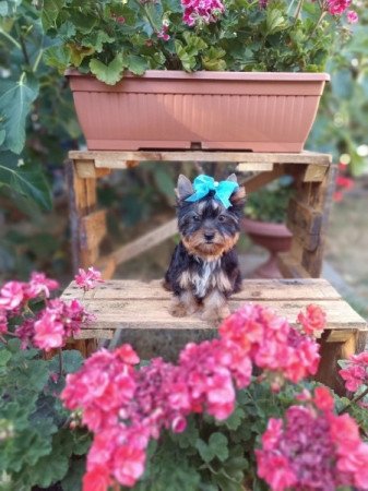 Yorkshire Terrier