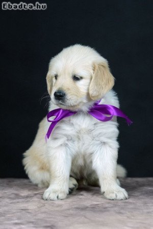 Golden retriever kölyök