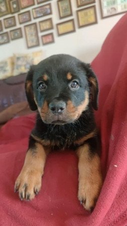 Rottweiler