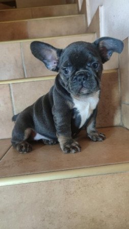 francia bulldog