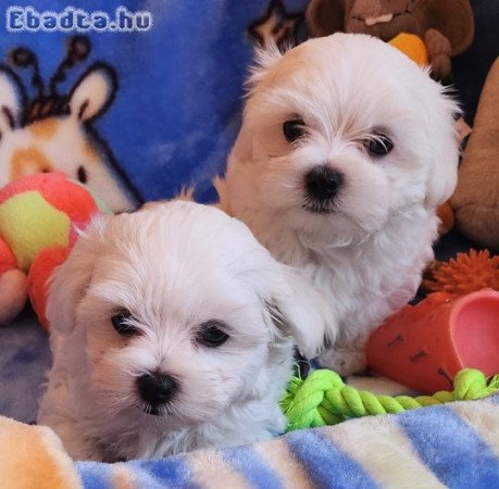 Gyönyörűszép  Bichon Havanese kiskutyák eladók