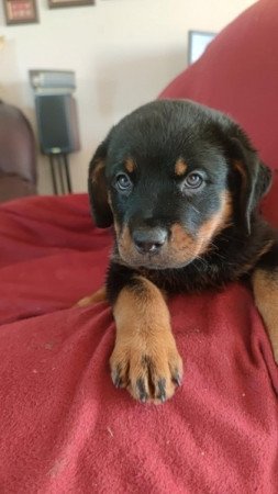 Rottweiler