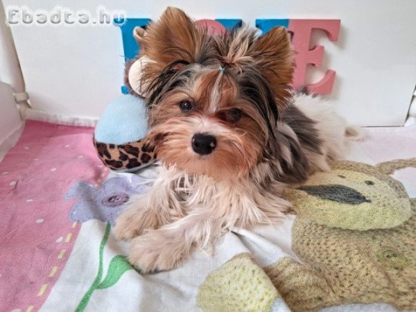 Yorkshire terrier kisfiú (yorki)