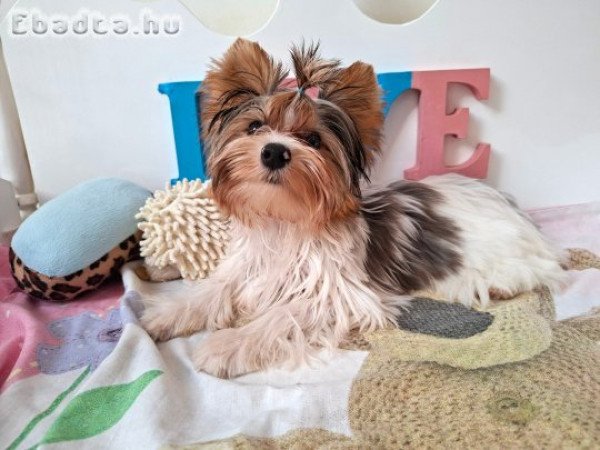 Yorkshire terrier kisfiú (yorki)