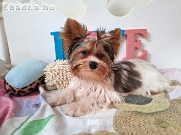 Yorkshire terrier kisfiú (yorki)