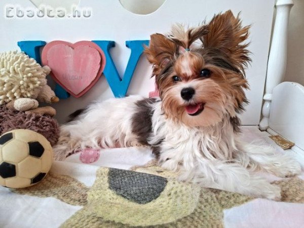 Yorkshire terrier kisfiú (yorki)
