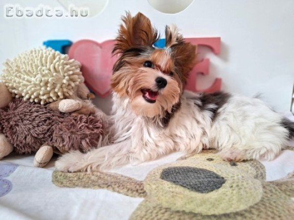 Yorkshire terrier kisfiú (yorki)