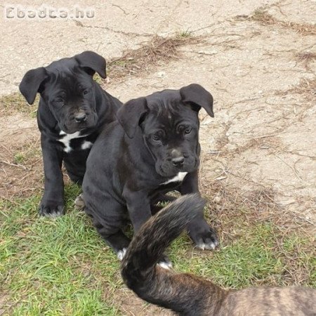 Fajtatiszta cane corso kiskutyák
