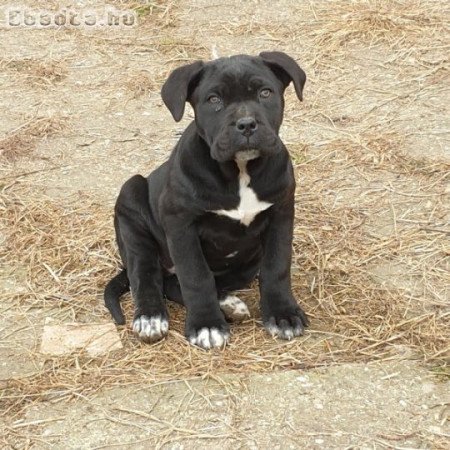 Fajtatiszta cane corso kiskutyák