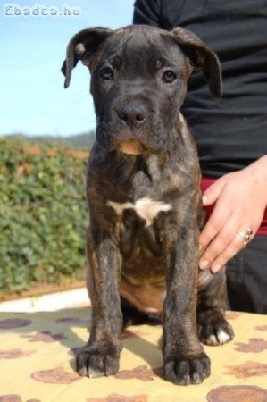 Fajtatiszta cane corso kiskutyák