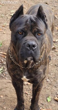 Fajtatiszta cane corso kiskutyák