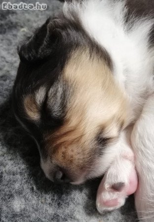 Sheltie, Shetlandi