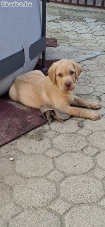 Fajtatiszta labrador kölykök