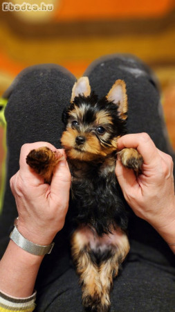 Yorshire Terrier Fajtajellegű