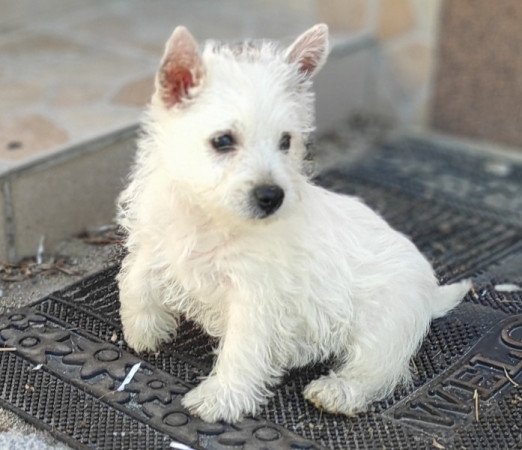 Westie