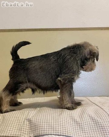 Miniatűr schnauzer kölykök