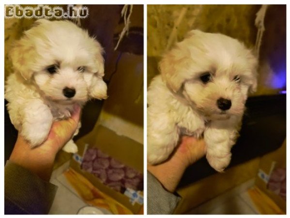 Bichon Havanese kisgyerekek!!