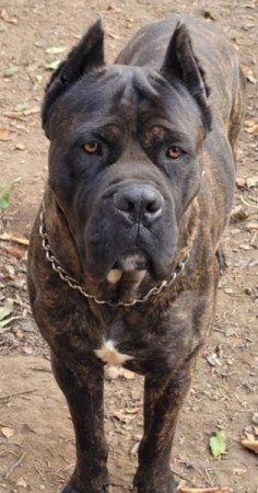 Cane corso