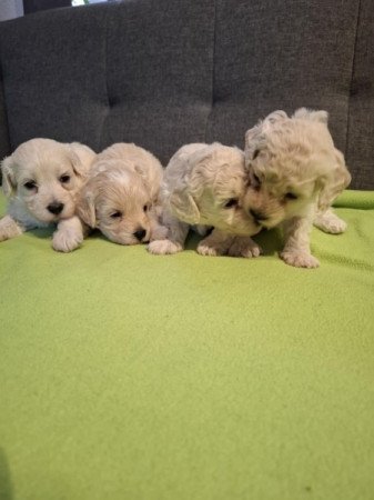 Maltipoo