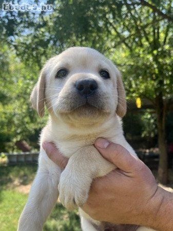 Labrador kiskutyák eladóak