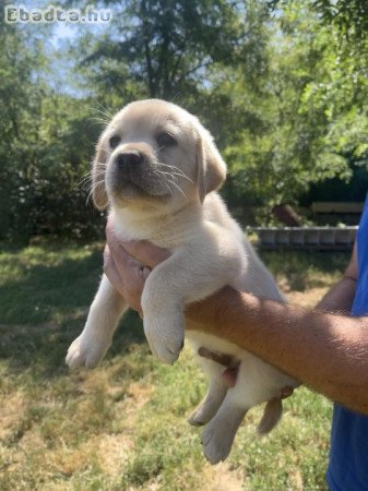 Labrador kiskutyák eladóak