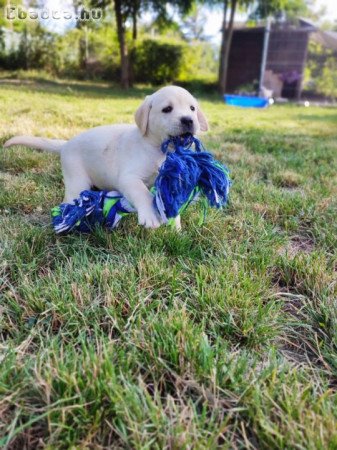 Labrador kiskutyák eladóak