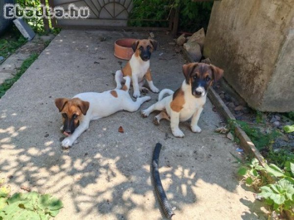 Eladó fox terrier jellegű kiskutyák
