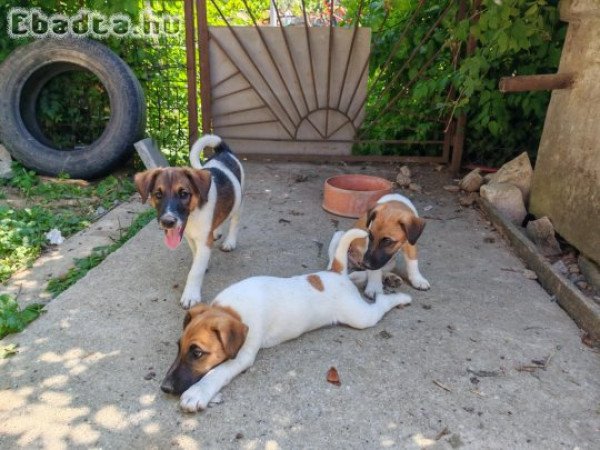 Eladó fox terrier jellegű kiskutyák