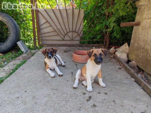 Eladó fox terrier jellegű kiskutyák