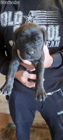 Cane Corso kiskutyák új gazdáikat keresik