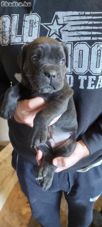 Cane Corso kiskutyák új gazdáikat keresik