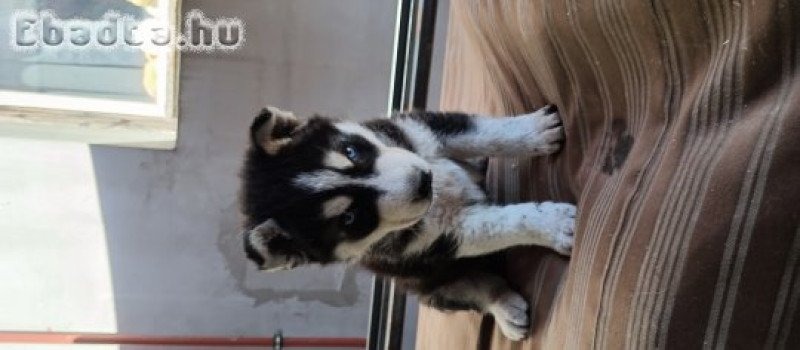 Szibériai husky