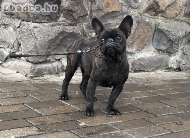 Francia bulldog fluffy hordo anya