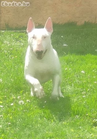 Bullterrier kan