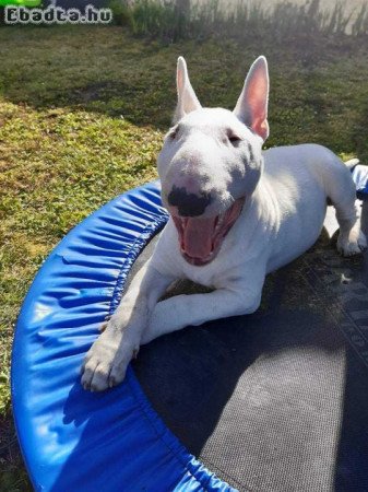 Bullterrier kan