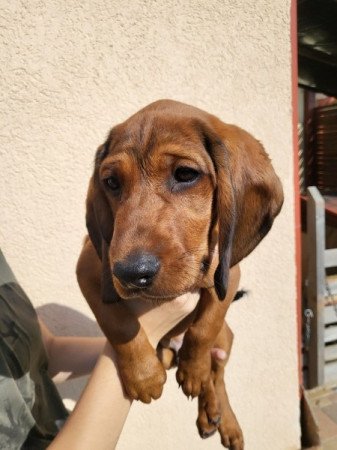 Alpoktáji Tacskókopó