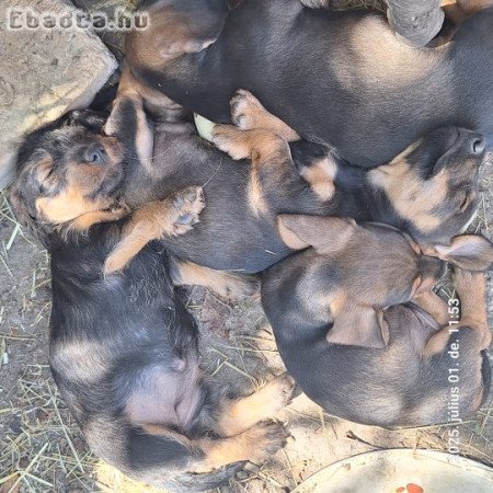 Szálkásszőrű tacskó kan kölykök