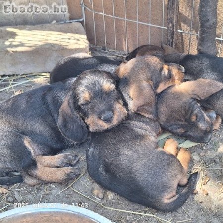 Szálkásszőrű tacskó kan kölykök