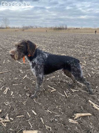 eladó Német vizsla kölykök