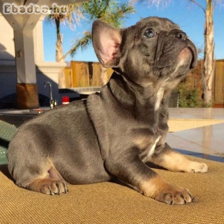 Francia bulldog kölykök
