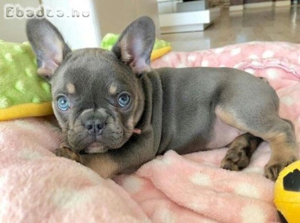 Francia bulldog kölykök
