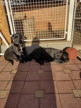 Eladó Cane corso kiskutyák