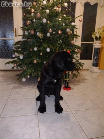 Eladó Cane corso kiskutyák