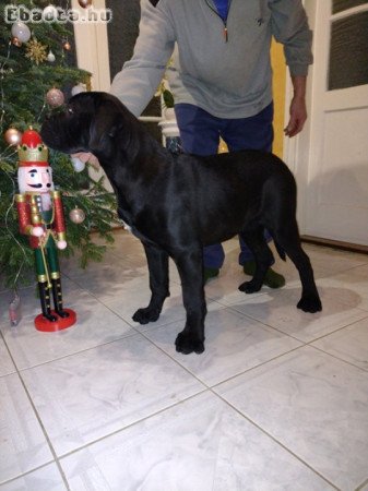 Eladó Cane corso kiskutyák