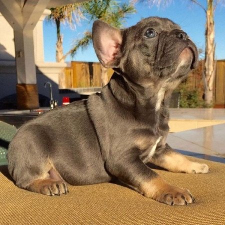 Francia bulldog