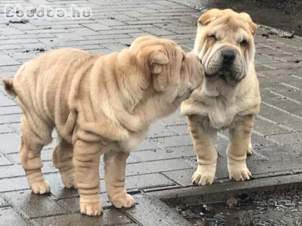 Shar-pei kölyök kutyák