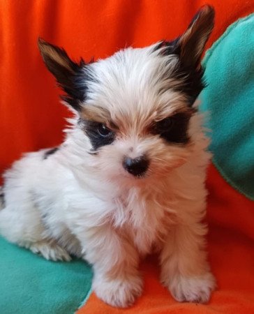 Biewer yorkshire terrier