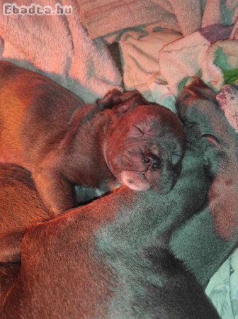 Cane Corso kiskutyák, kitűnő vérvonalból eladók!