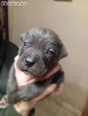 Cane Corso kiskutyák, kitűnő vérvonalból eladók!