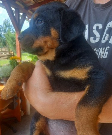 Rottweiler